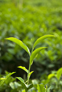 Camellia sinensis assamica Tea Plant, Assam Tea